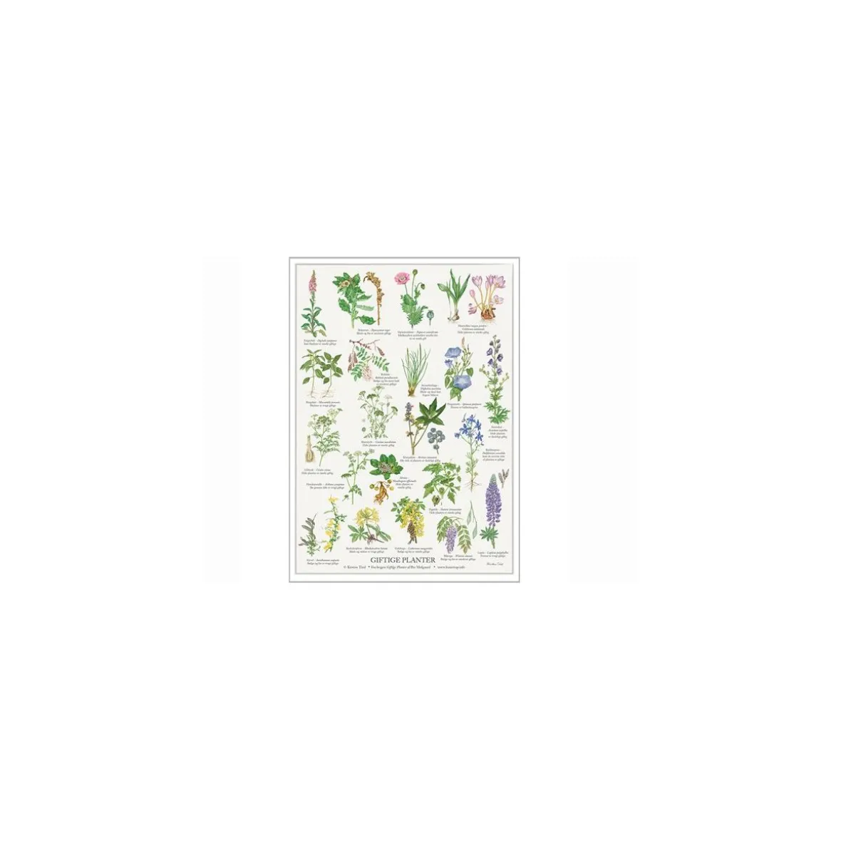 Plakat - "Giftige planter" - A2