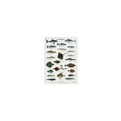 Plakat - "Havets Fisk" - A2