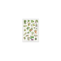 Plakat - "spiselige vilde frugter" - A2