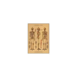 Vintage plakat - Skelet
